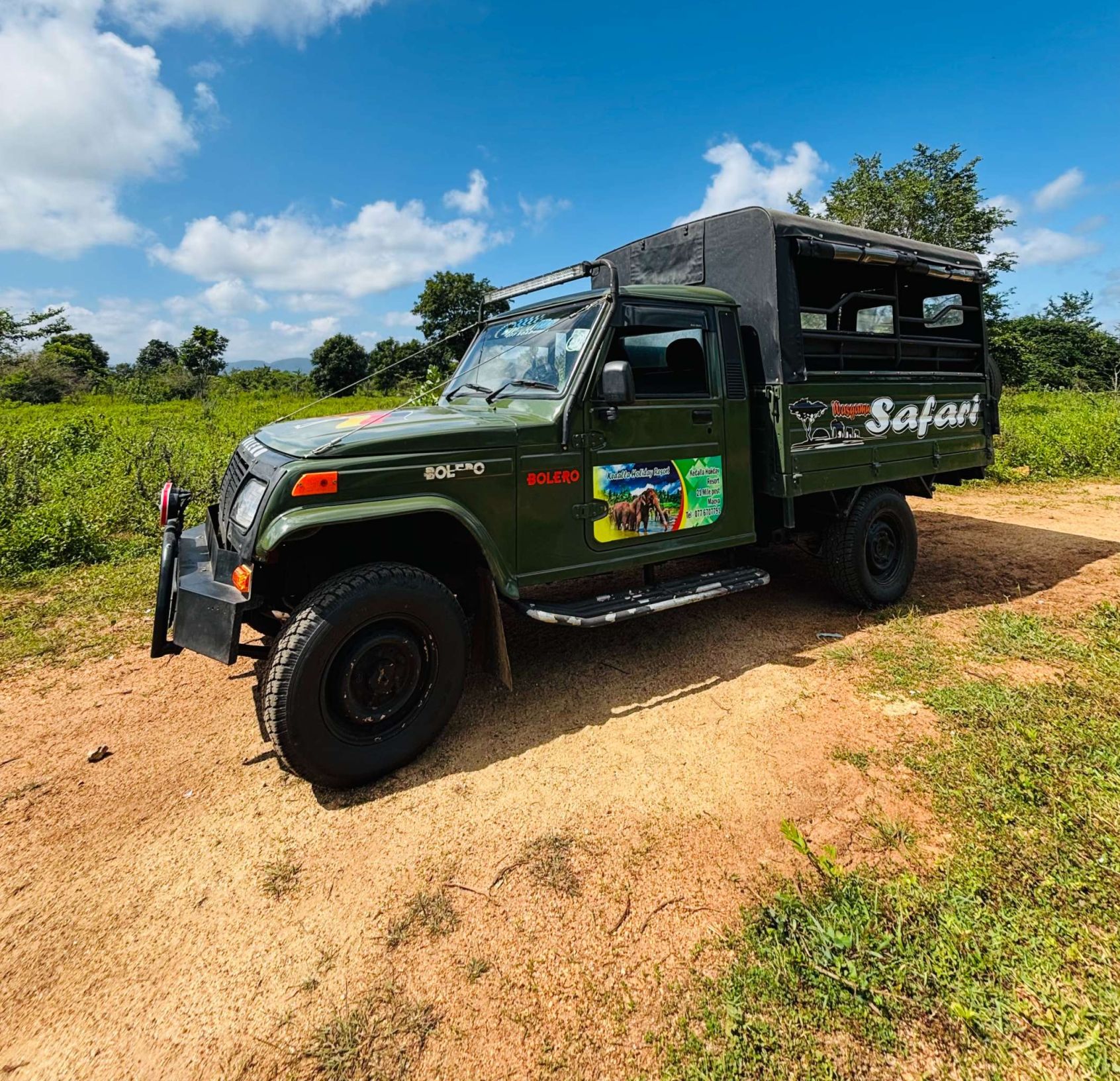 safari